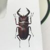 クワガタの転写シール