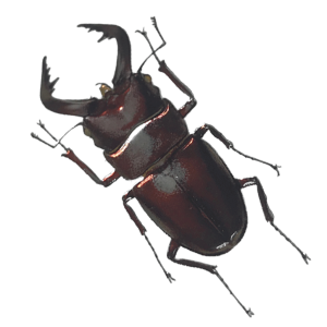 切り抜き転写シール